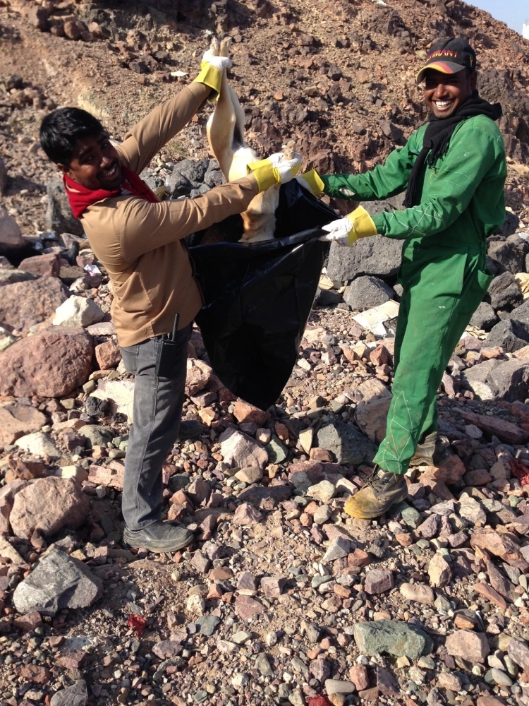 عمال الأمانة يتخلصون من الكلاب النافقة (محمد عبداللطيف)