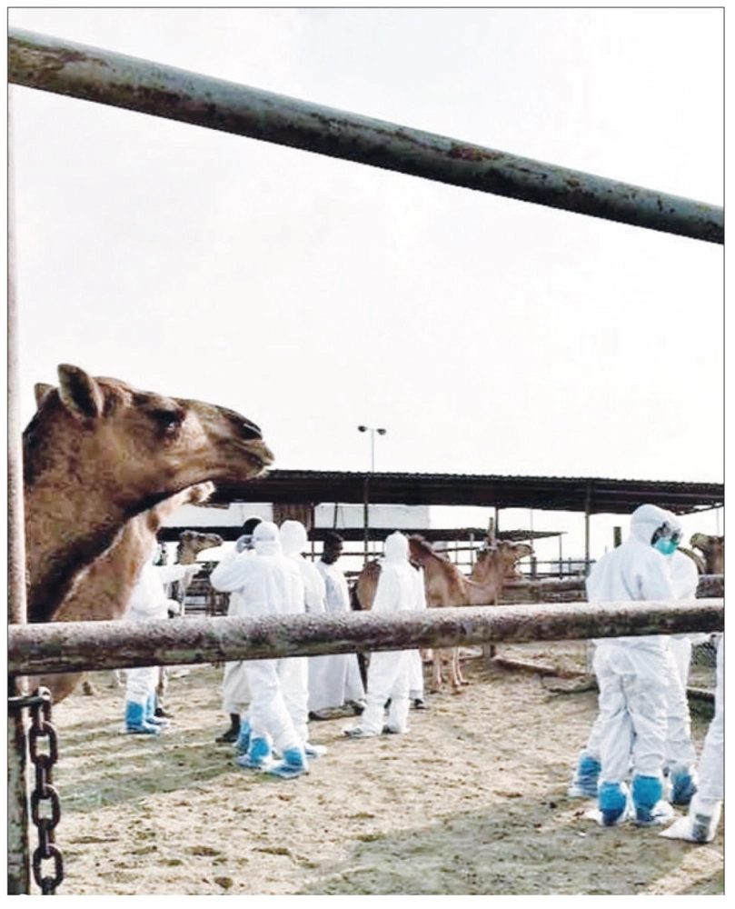 

    الفرق البيطرية تأخذ عينات من الإبل في خمرة جدة (مكة)
