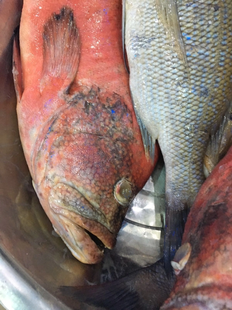 أسماك تالفة مضبوطة (مكة)