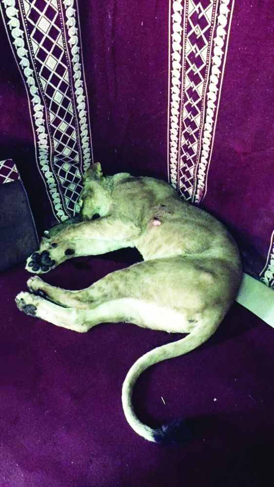 اللبوة بعد قتلها على يد مالكها           (مكة) 