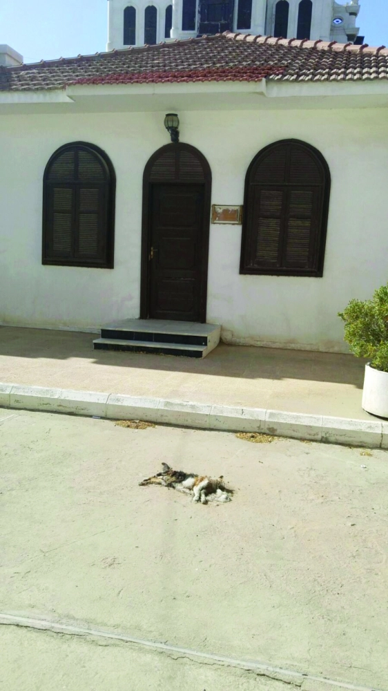 قطة نافقة داخل القصر