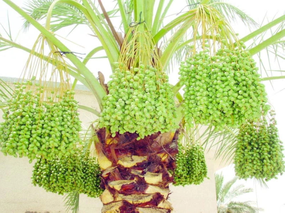 ثمار بعد ممارسة خف الثمار عليها               (مكة)