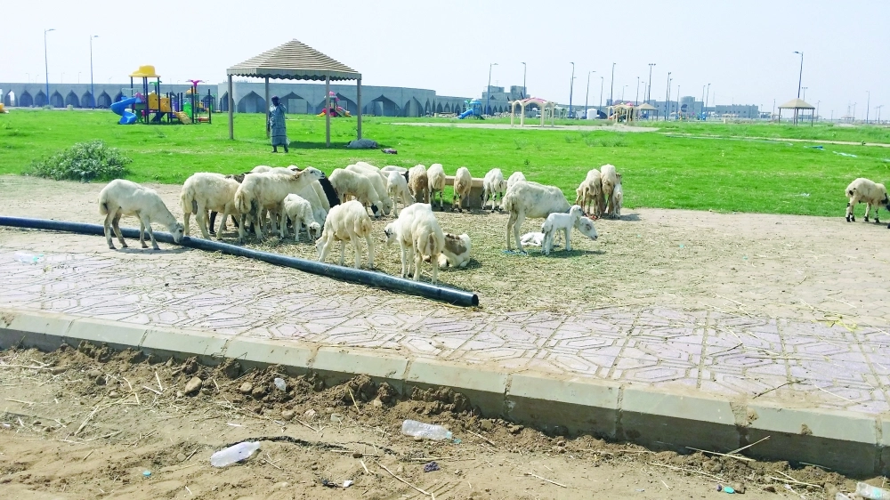 الماشية المعروضة للبيع وسط المتنزه                                     (مكة)