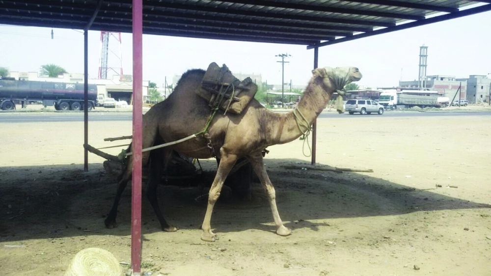  الجمل قاطرة تشغيل المعاصر التقليدية