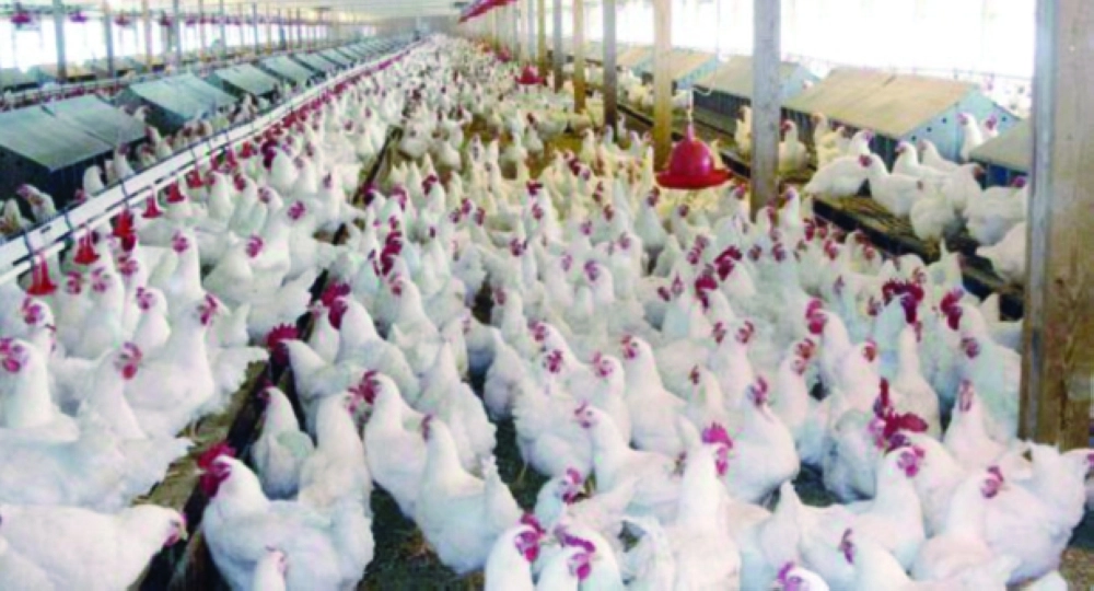 إحدى مزارع الدواجن في جدة (مكة) 