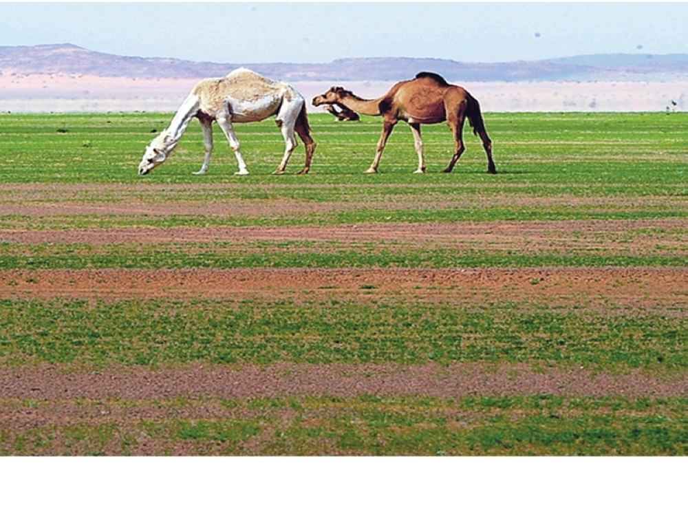 الإبل ترعى في إحدى المناطق المليئة بالزرع في نجران               (واس)
