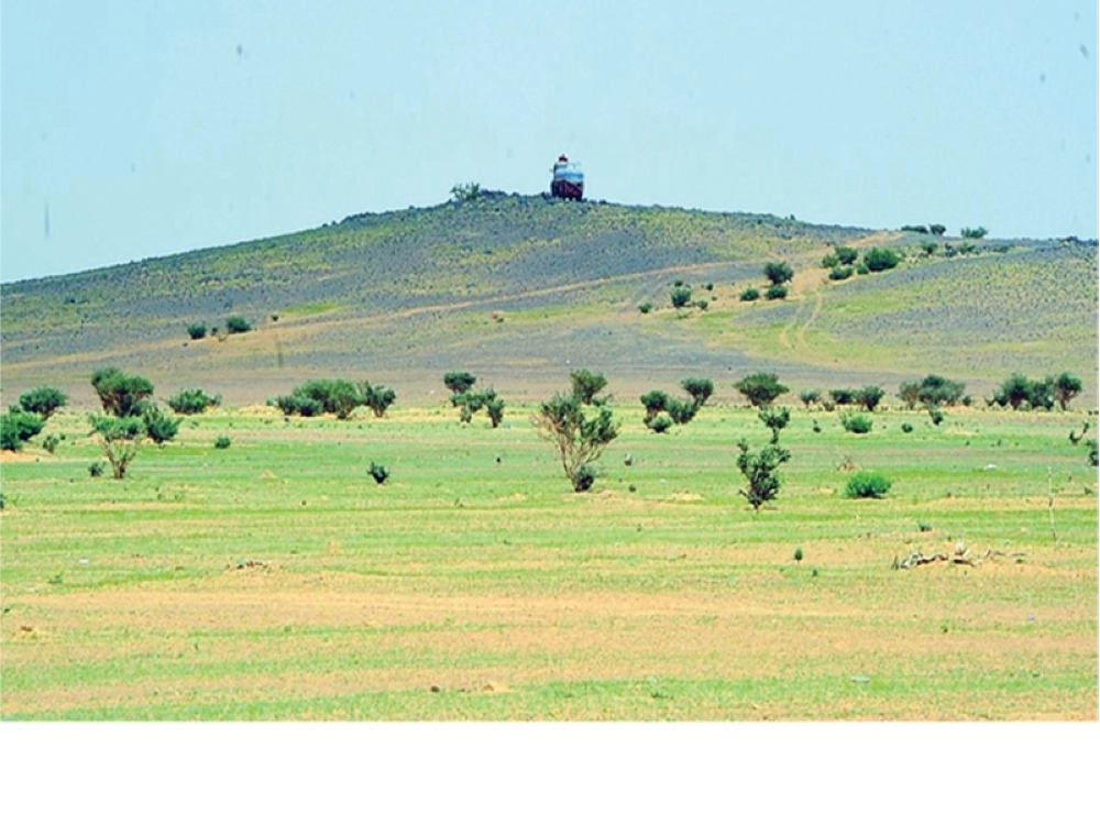 نباتات وأشجار جراء الأمطار