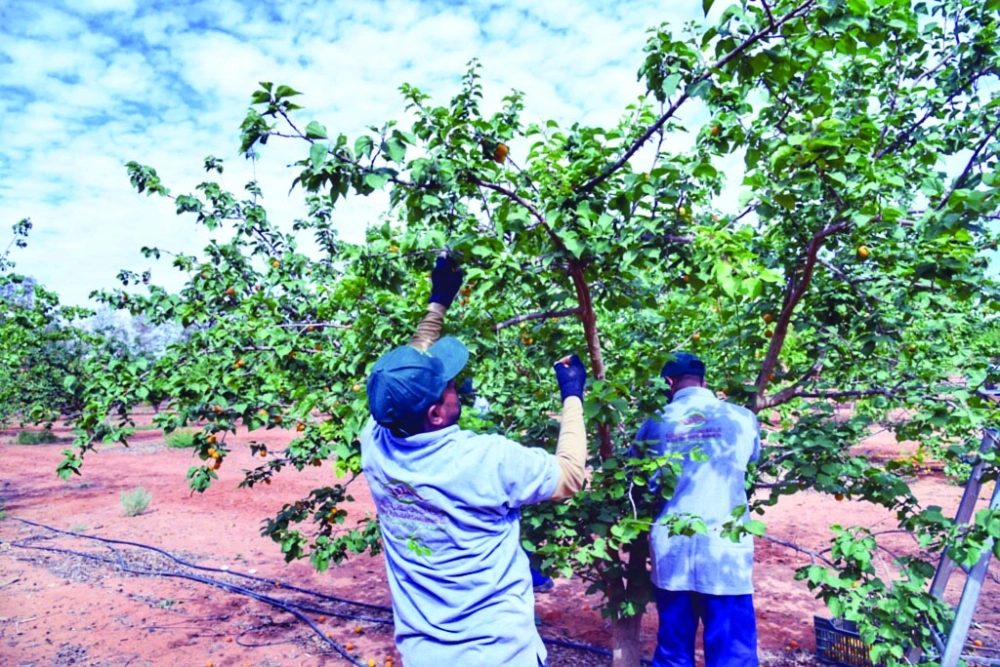عاملان يقطفان فاكهة             (مكة)