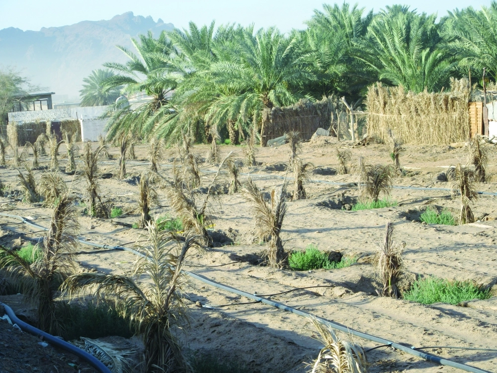 استخدام الجريد لتغطية الفسائل الصغيرة              (مكة)