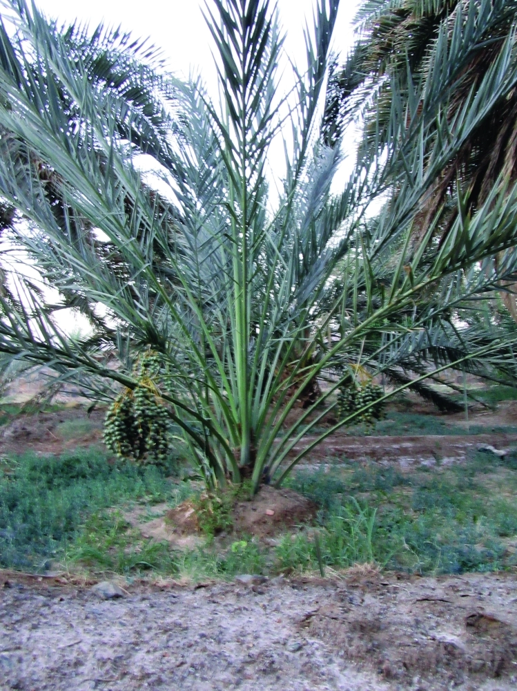 الإنتاج يبدأ حتى مع الفسائل الصغيرة 