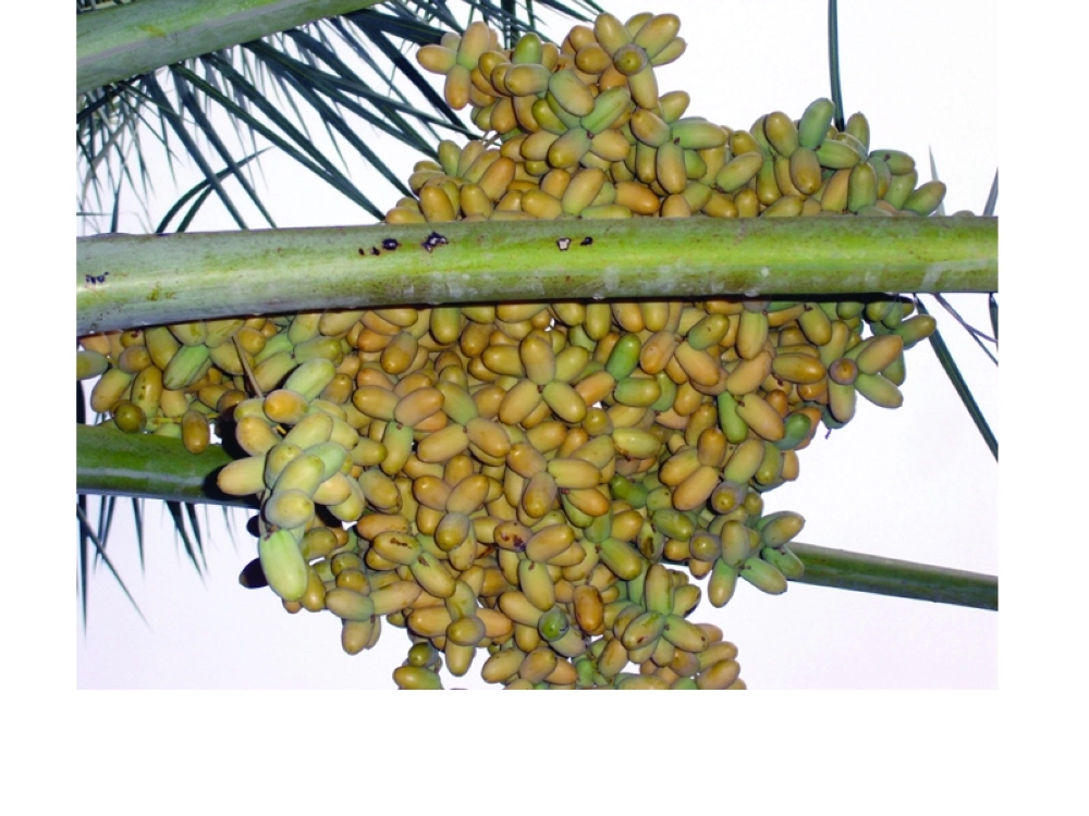 تمور في طور البسر