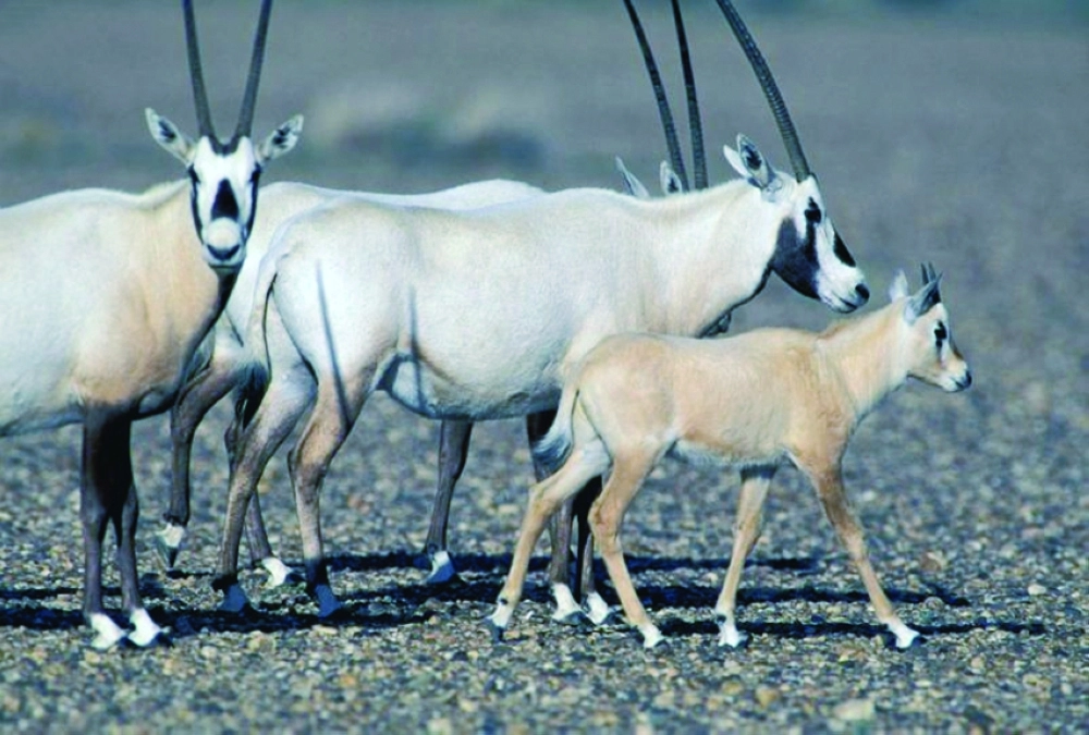 المها العربي في محمية محازة الصيد             (واس) 