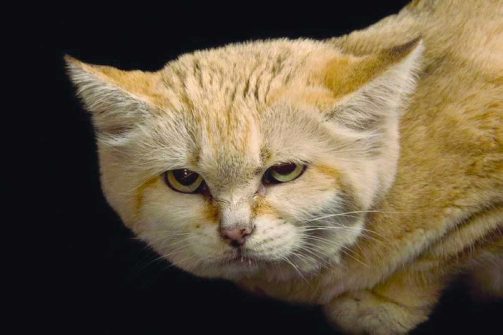 قط الرمال العربي     