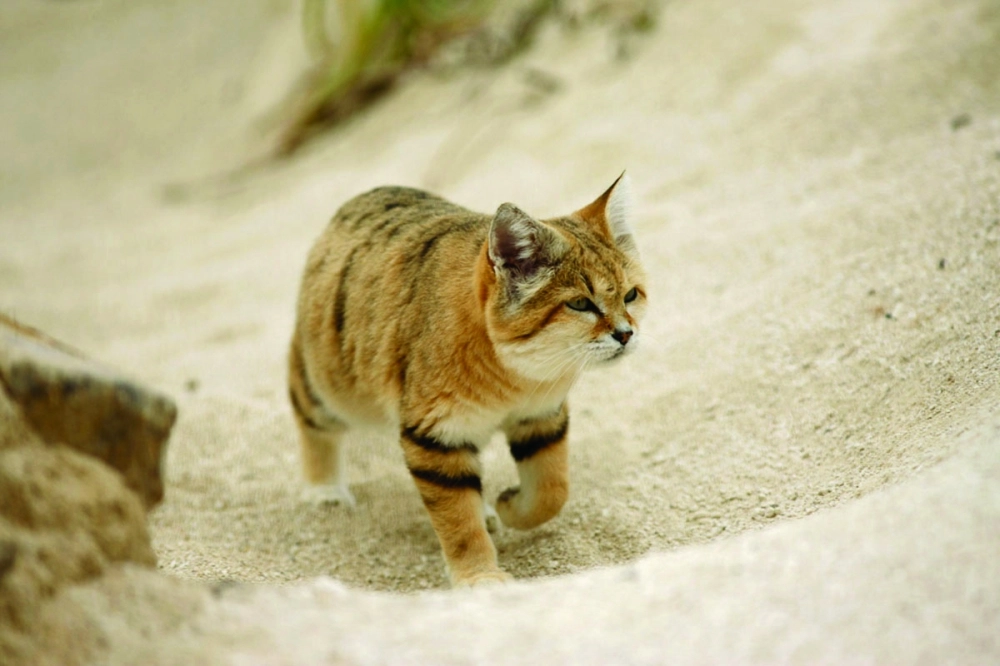  قط الرمال العربي في بيئته       