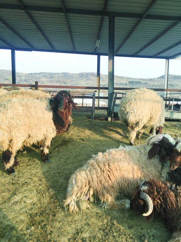 أغنام النعيمي في سوق المواشي بجدة                        (مكة)