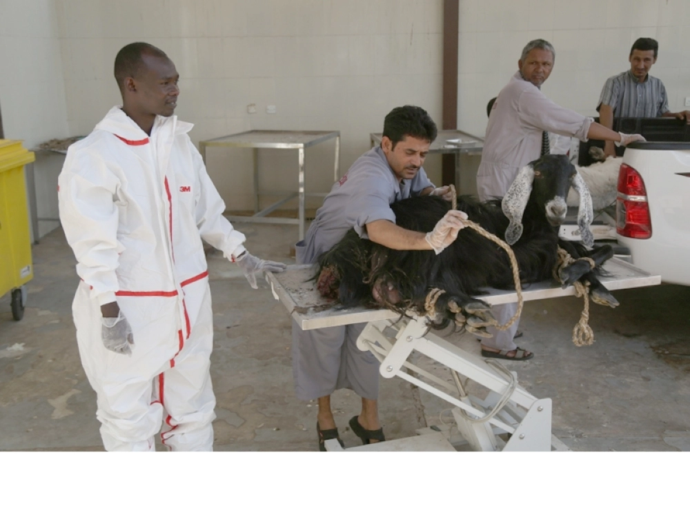 من عمليات الكشف على المواشي (مكة)