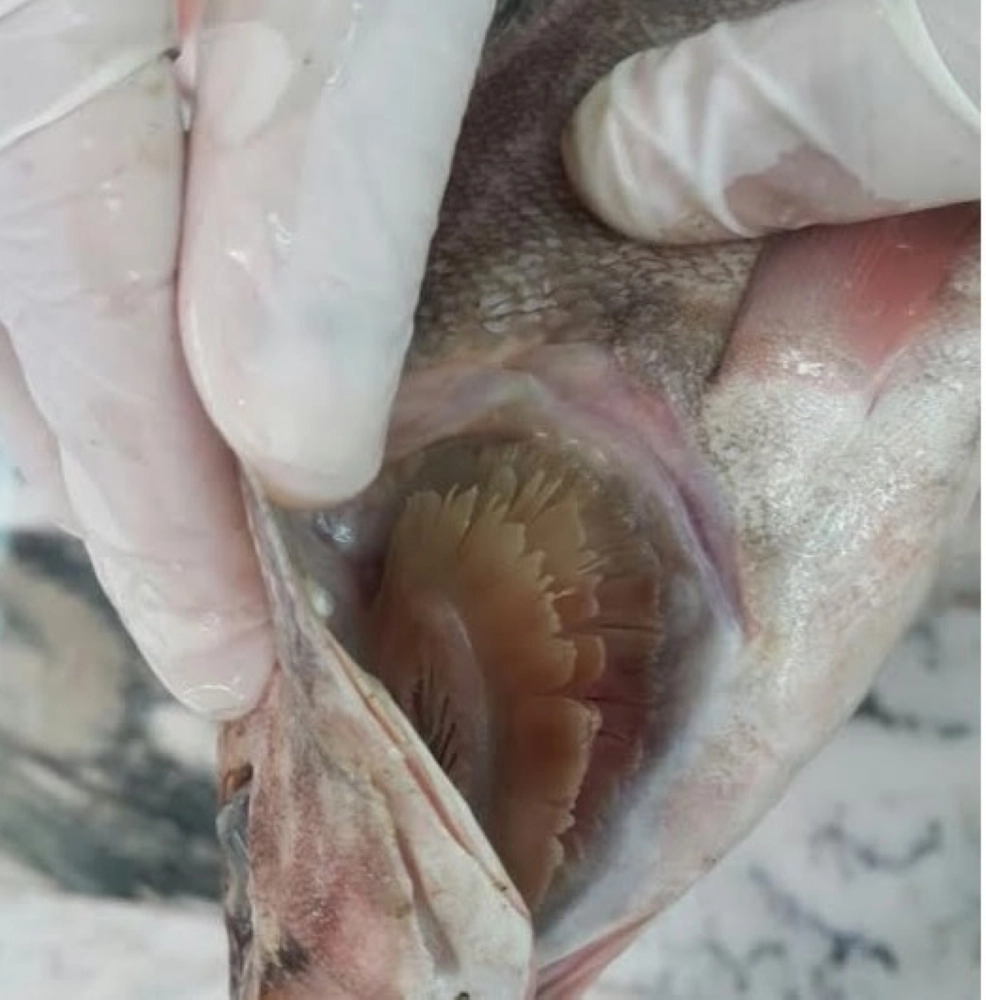  الأسماك التالفة خلال معاينتها   (مكة) 