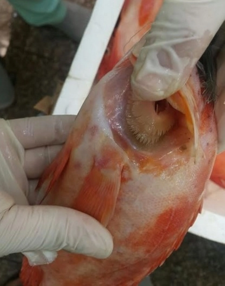 آثار التلف على الأسماك خلال تفقدها   (مكة) 