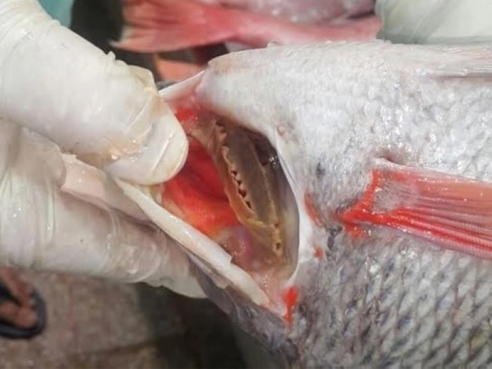 علامات التلف على الأسماك خلال تفقدها (مكة)