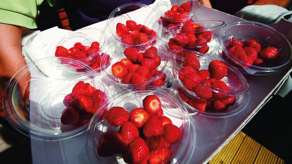 عملية فرز للفراولة قبل التصدير                                  (مكة)