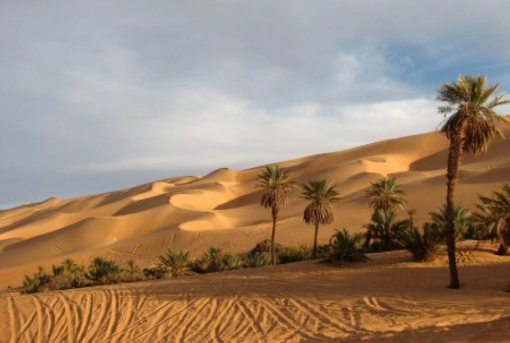 واحة النخيل