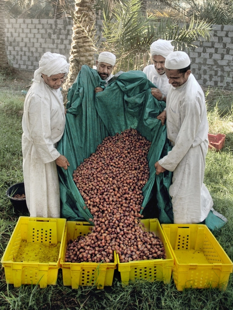 مزارعون في موسم حصاد التمور بالأحساء