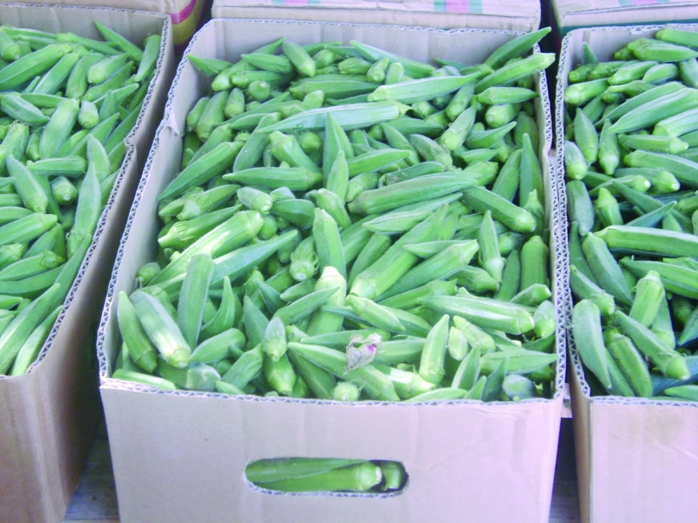 بامية من إنتاج مزارع مكة المكرمة (مكة)