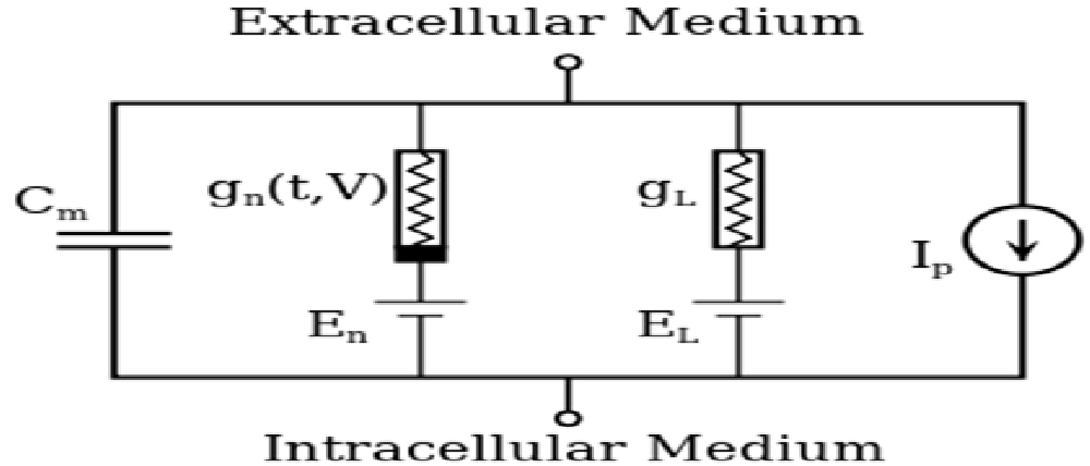 معادلة هودجكن- هيكسلي