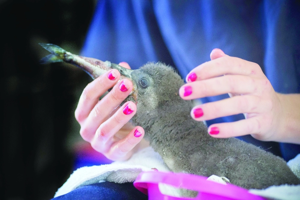 من الطيور المهدد بالانقراض ( إ ف ب) 