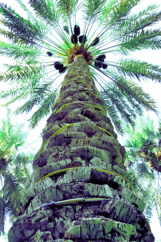 نخلة الأحساء (مكة)