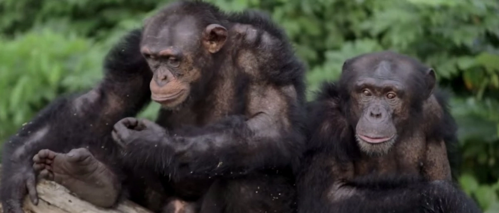 جزيرة القرود – ليبريا