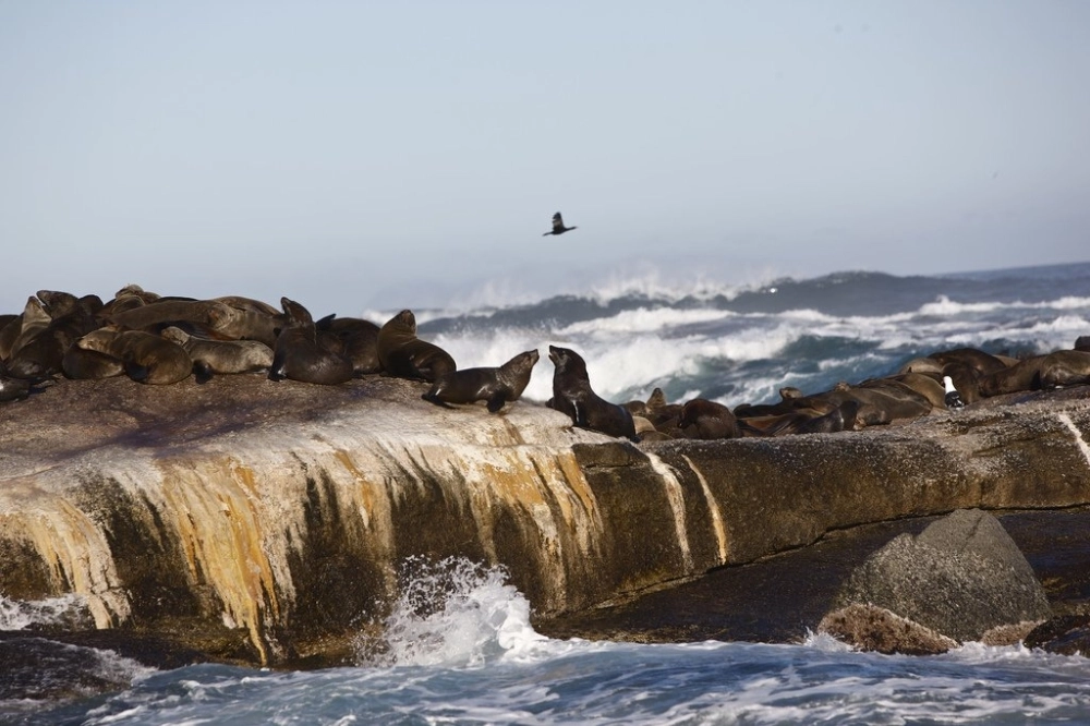 جزيرة سيل – جنوب أفريقيا