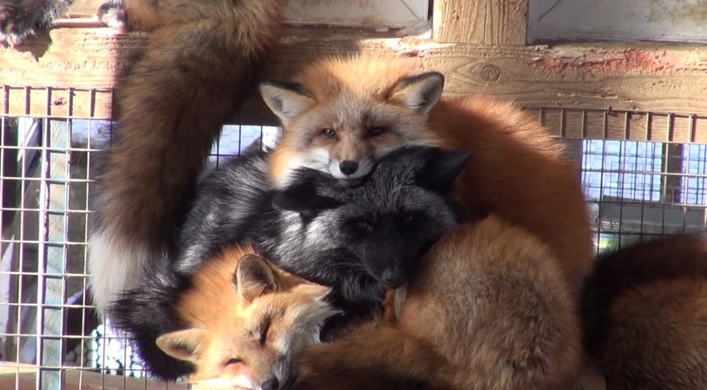 قرية الثعالب – اليابان