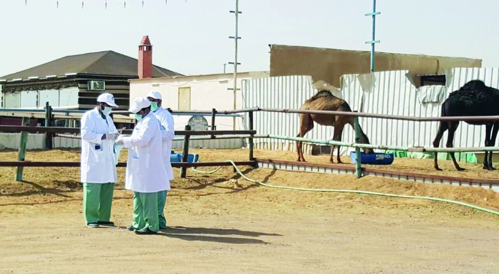 فرق بيطرية تفحص في وقت سابق إبلا بسوق الجنادرية بالرياض                                                               (مكة)
