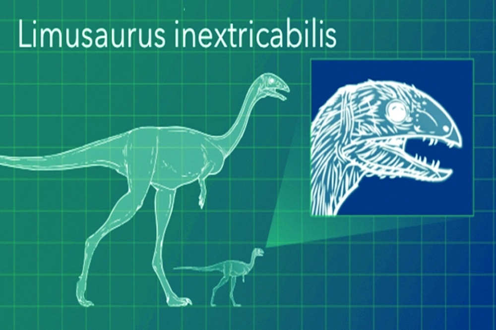  نموذج ديناصورات ليموسوروس اينكستريكابيليس     (gwtoday) 