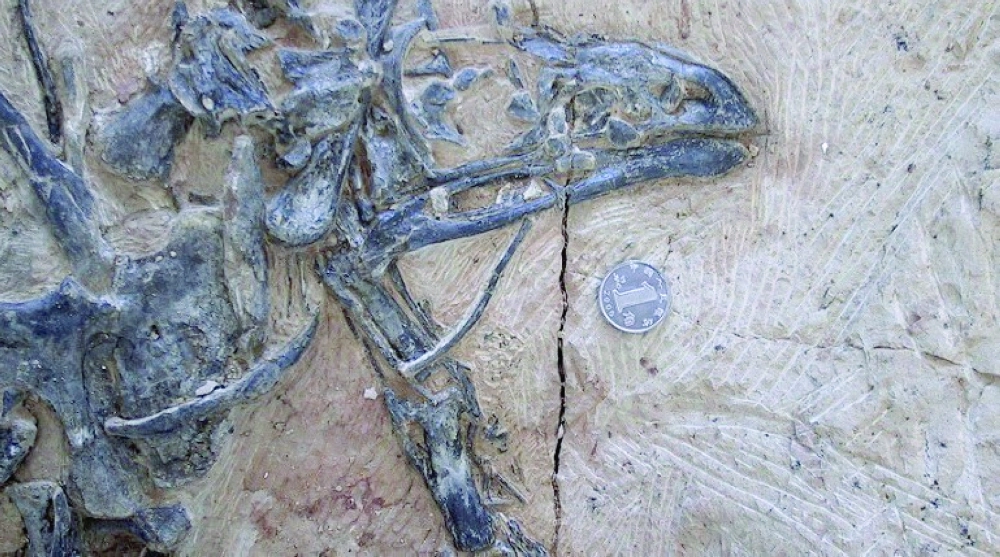 حفرية الديناصور                              (cnn)