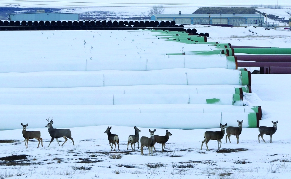 غزلان قرب مستودع لأنابيب النفط تابع لشركة ترانس كورب في داكوتا الشمالية (رويترز)    