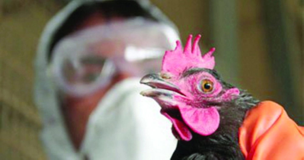 إنفلونزا الطيور