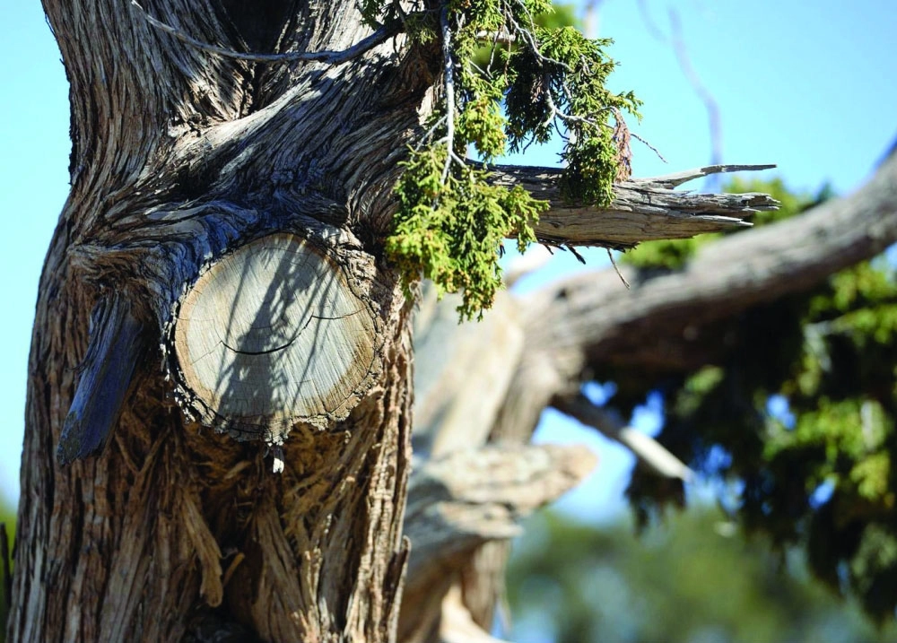 من أشجار العرعر في جبال منطقة عسير                           (واس)