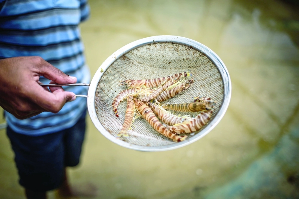 أحد أنواع الجمبري                                         (مكة) 