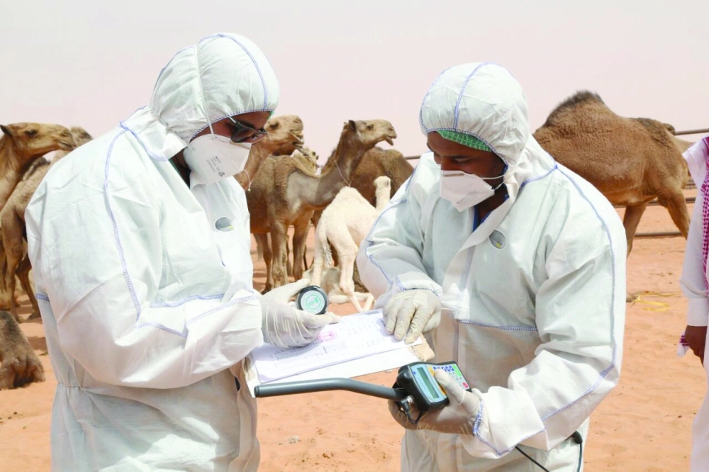 طبيبان بيطريان يعدان تقريرهما حول صحة الإبل المفحوصة (مكة)