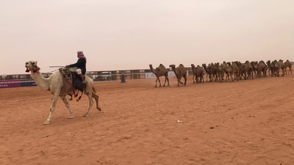 جانب من عروض اليوم الأول لفئة الشعل من مزايين الإبل