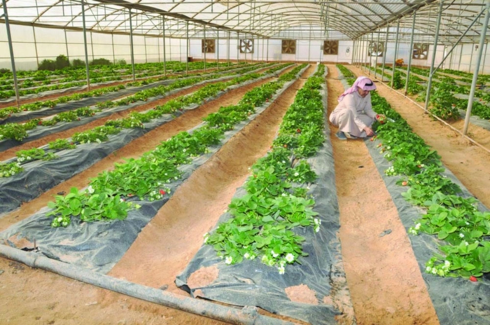 مشتل الفراولة بالكلية 