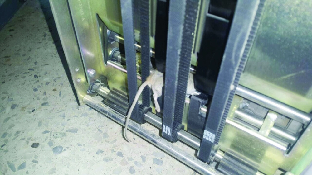 الفأر النافق بعد فتح الصرافة      (مكة)