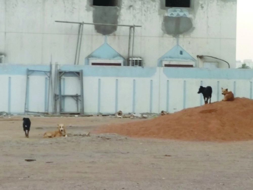 كلاب ضالة أمام الفلل السكنية (مكة)