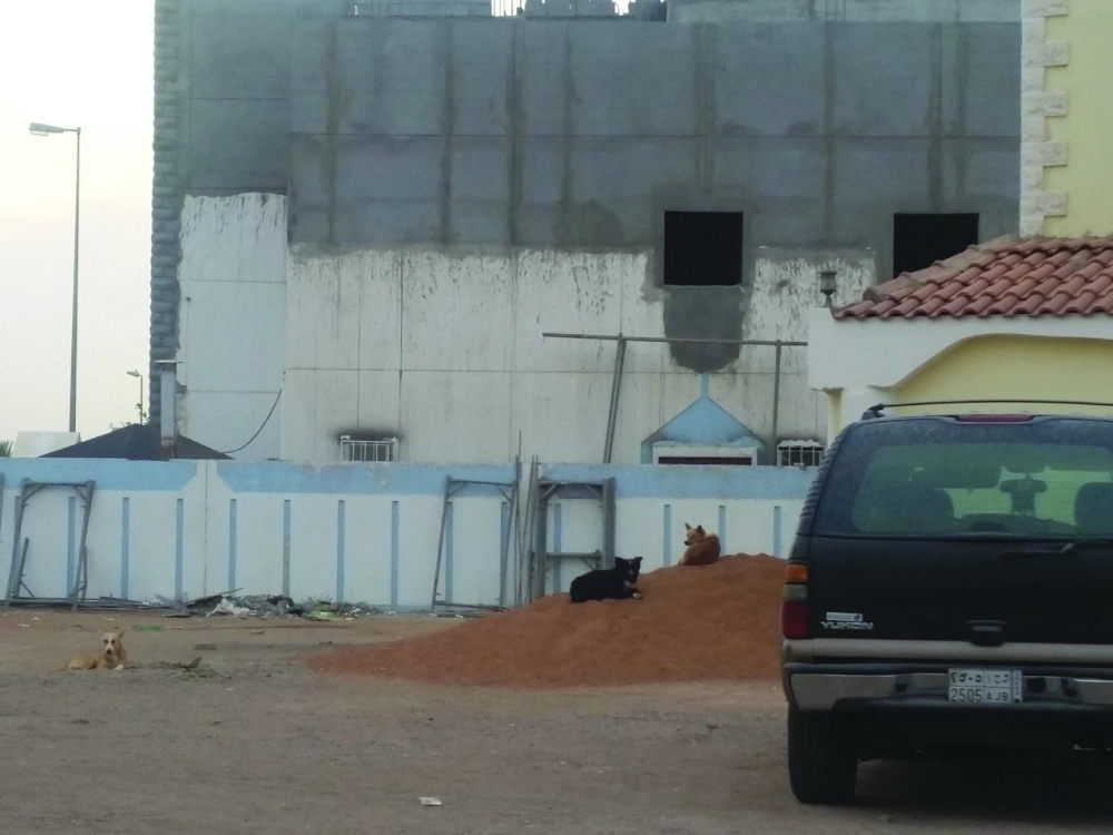 كلاب ضالة أمام  الفلل السكنية                                                           (مكة)