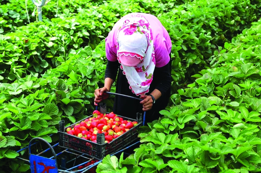 سيدة أثناء جني الفراولة                                                                  (مكة)