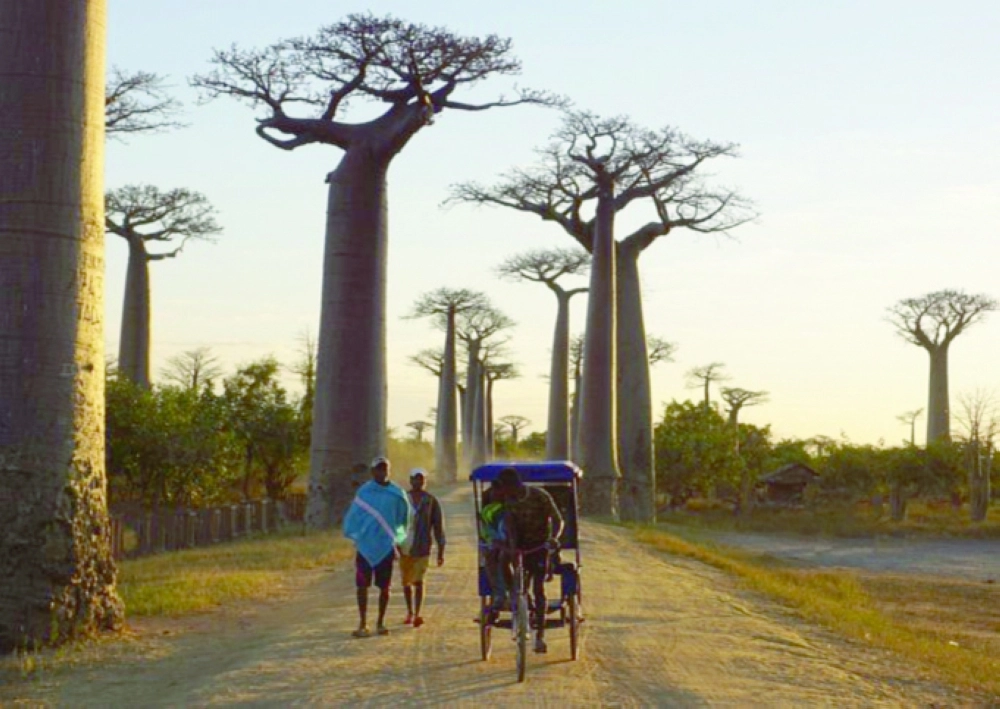 إحدى صور سرحان من مدغشقر
