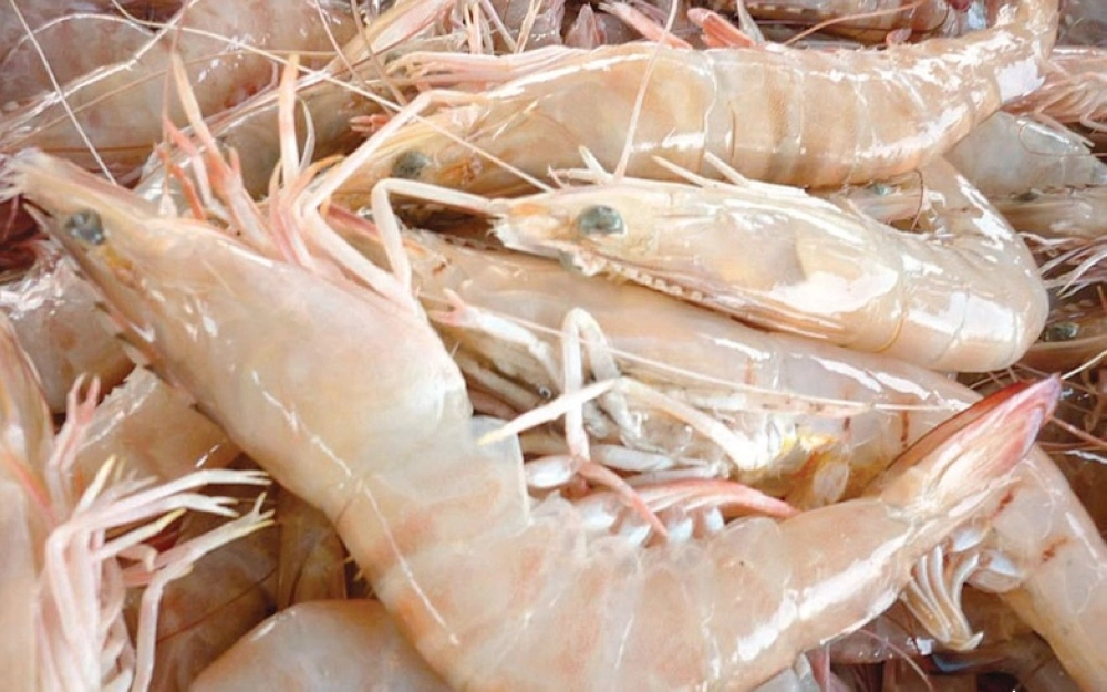 صيد الروبيان بالسواحل الشرقية ( مكة )