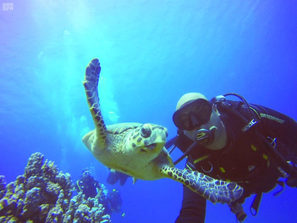 






جانب من الحياة البحرية في المشروع                                                                    (مكة)